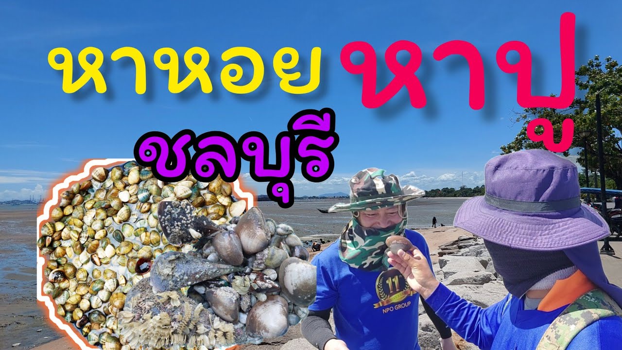 น้ำลงหาหอยหาปูกัน จ.ชลบุรีep 22