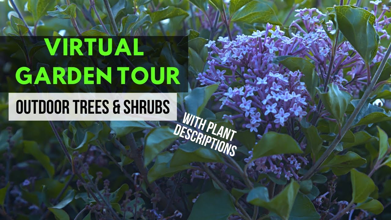 Virtual Garden Tour: Outdoor Trees and Shrubs