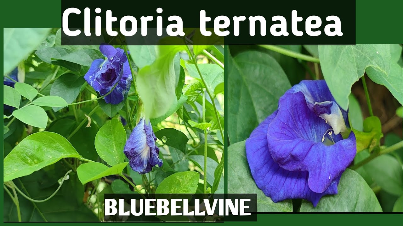 Clitoria ternatea/Bluebellvine/Butterfly pea@vaigam-tb4bs