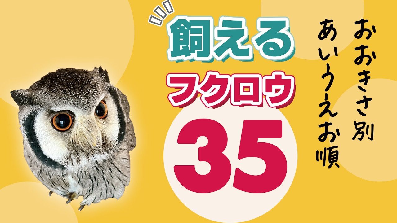 飼えるフクロウ35種類【サイズ別・五十音順】