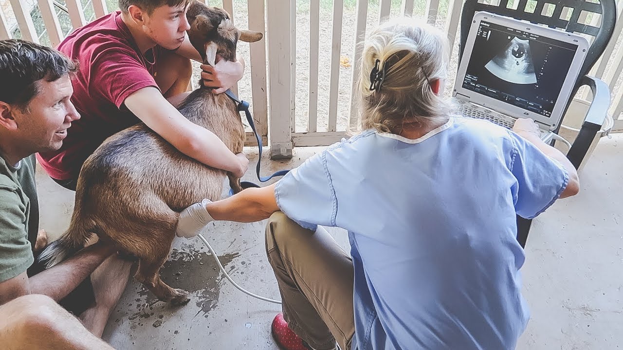 Is Penny pregnant? (miniature goat ultrasound)