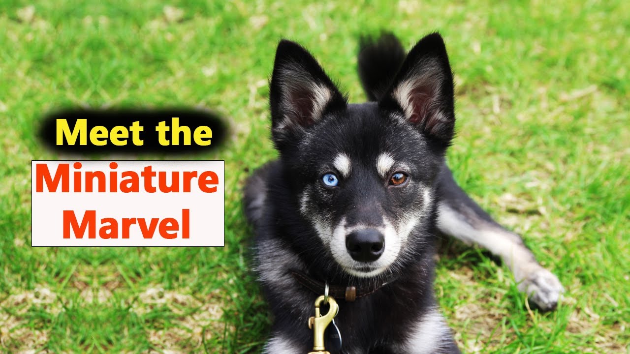 Alaskan Klee Kai - In 2 Minutes! Miniature, intelligent, energetic & aloof dog!