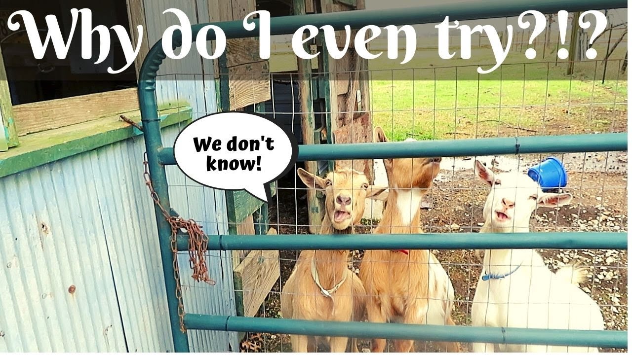 MY PLANS ARE RUINED! BABY GOATS ARE DRIVING MOMMA GOAT CRAZY! SEVERE THUNDERSTORM HITS THE BARN!