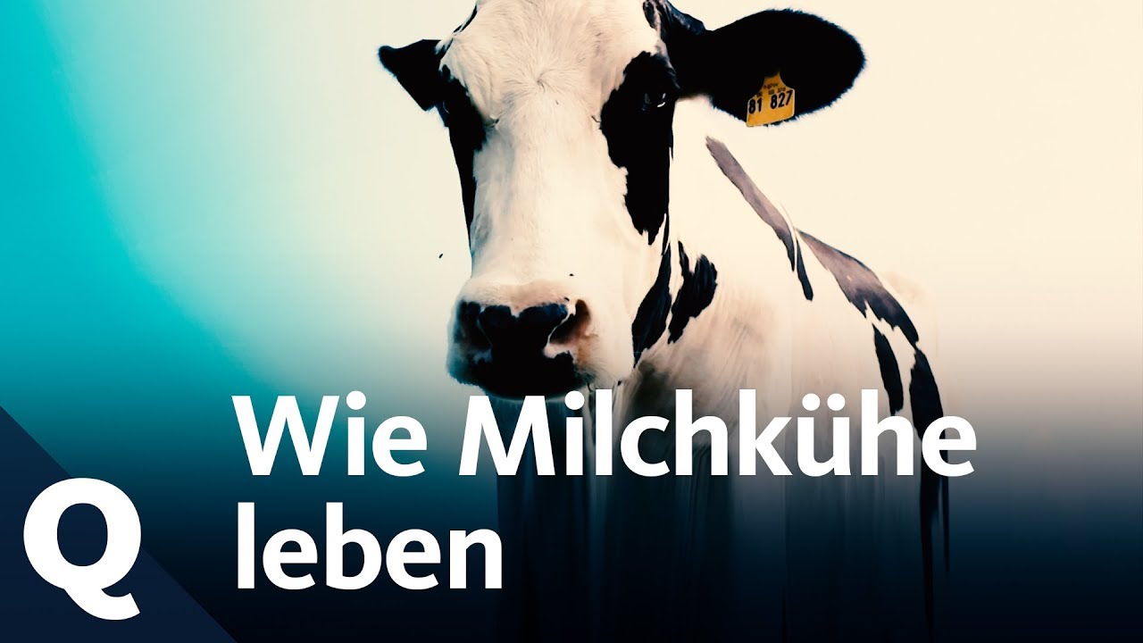 So unterschiedlich lebt die Milchkuh in Deutschland | Quarks