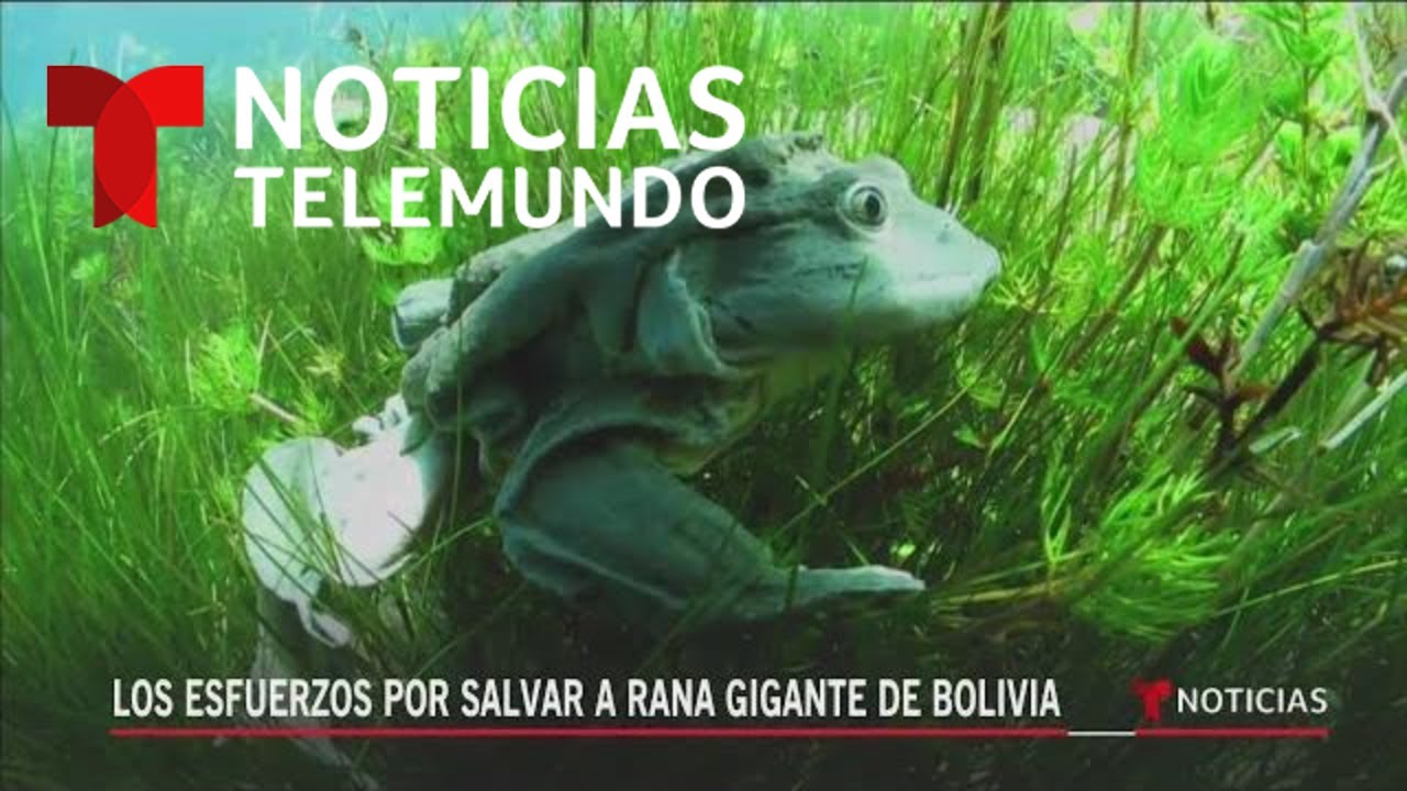Planeta Tierra: una campaña para salvar a la rana gigante | Noticias Telemundo