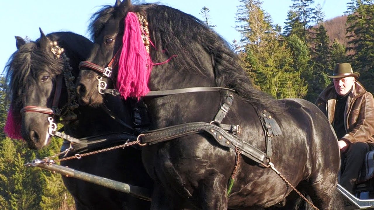 Armăsarii lui Ilie Chirilă de la Putna - Bucovina