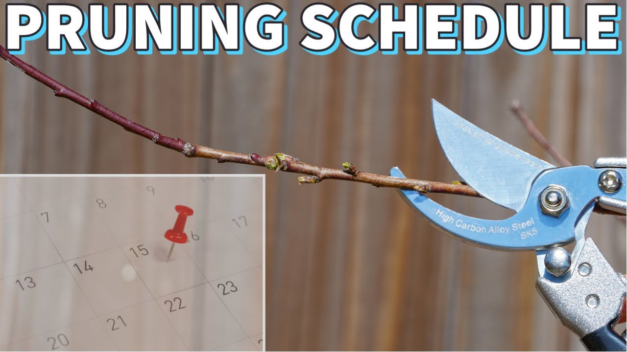 When To Prune Fruit Trees: A Quick And Easy Guide