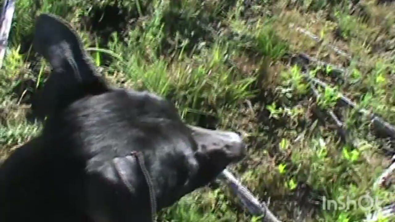 Galgos y liebres 2025 ( saladillo)con amigos 
