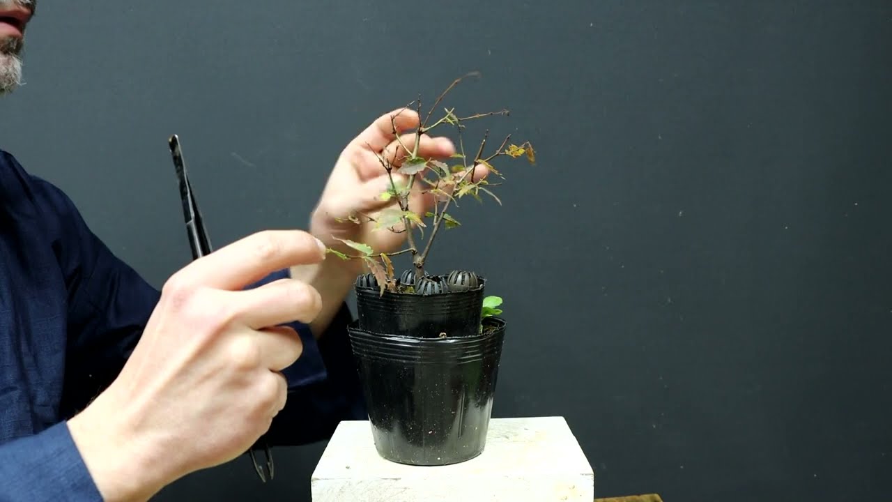 formación de zelkovas shohin estilo escoba // capitulo 2