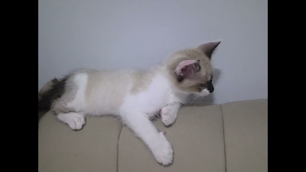 VALENTINA | #gata #gatabebe #gatos #filhotes #vidareal