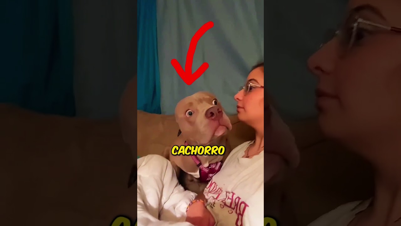Cachorro descobre que o dono sabe falar 😂 #interessante #incrivel #cachorro #engra&ccedil;ado