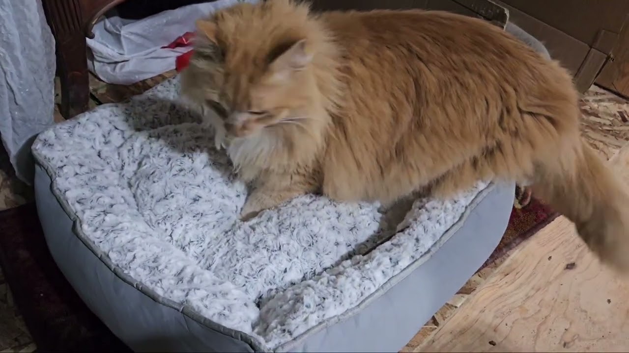 Я протестировала лежанку для животных MORA PETS | Вот что произошло