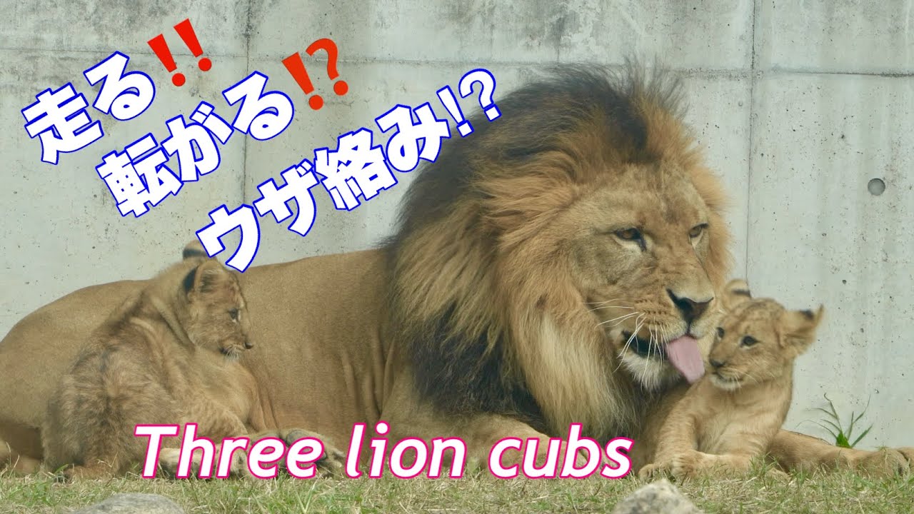 【のんほいパークライオン】走る！転がる！元気いっぱい仔ライオン
