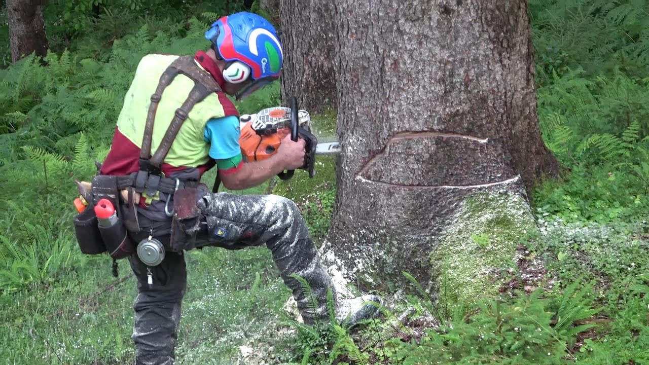 🌲 Starkholzernte mit 1270G ☆ MS 500i ☆ Akku - Fällkeil ☆ 3:? 🌲