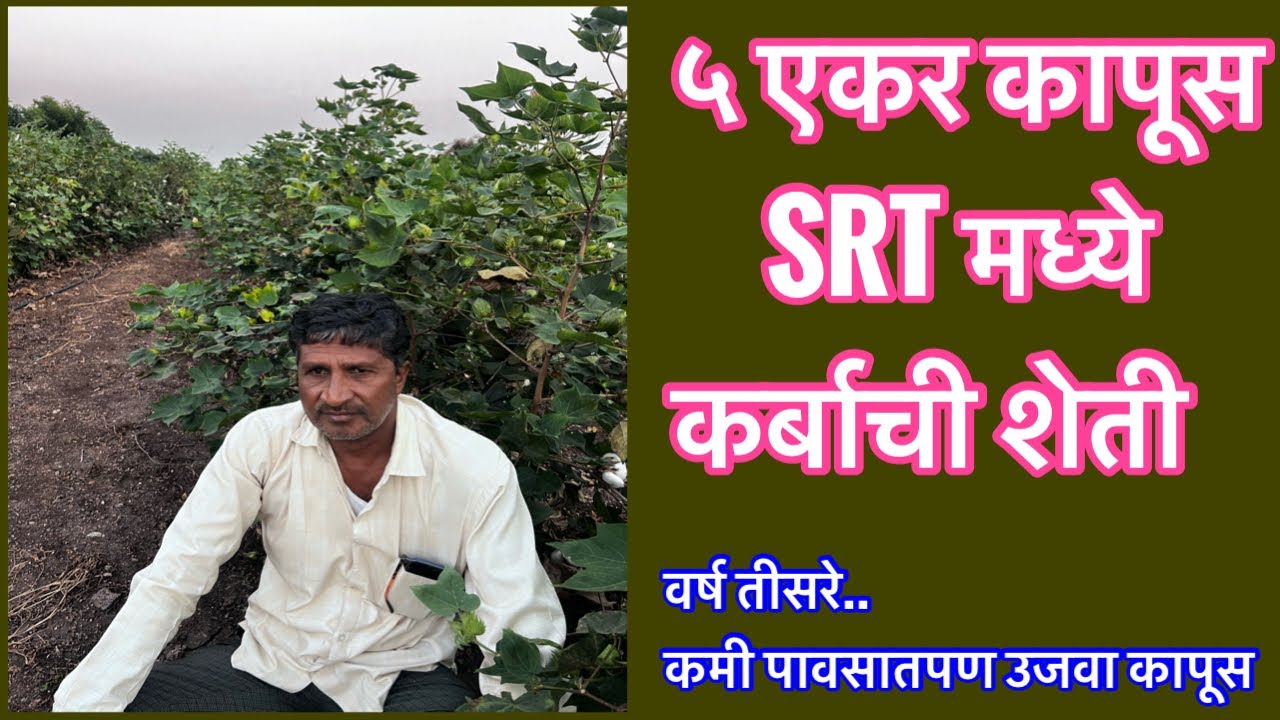५ एकर कापूस SRT मध्ये कर्बाची शेती