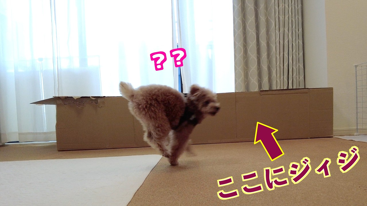 大好きなジィジが突然ダンボールに隠れてたら愛犬は気づくのか！？