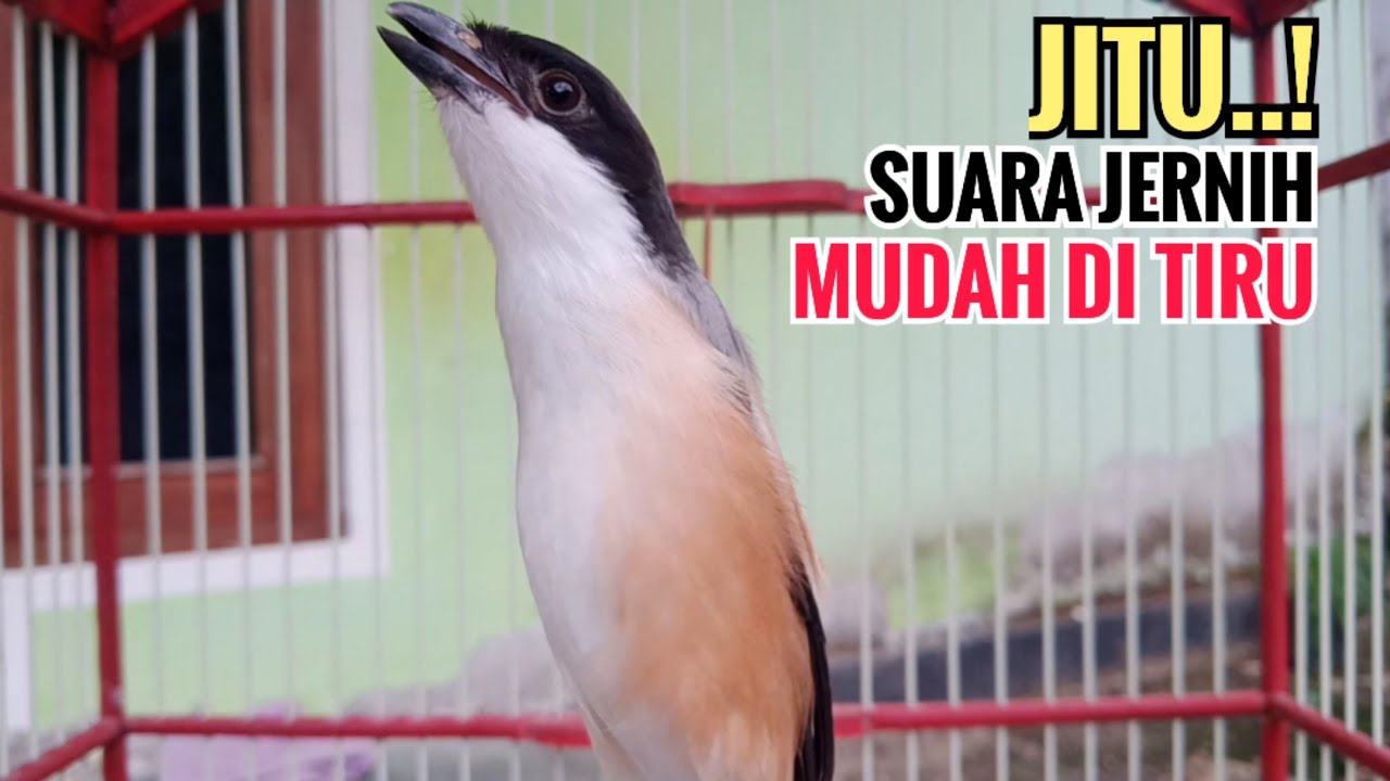 Toet toet Suara Cendet Gacor Di Pagi Hari Sangat Jitu Mudah Di Tiru Cendet Manapun Pastikn Ikt Bunyi