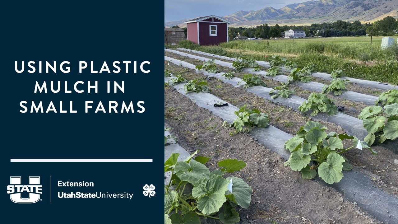 Using Plastic Mulch in Small Farms