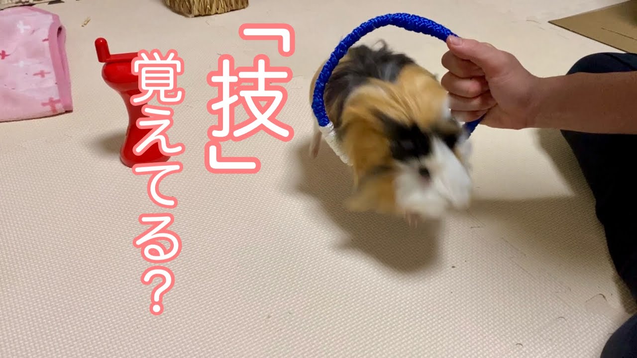 モルモット【ぷいぷい技覚えてる？】Do you remember the Puipui technique?