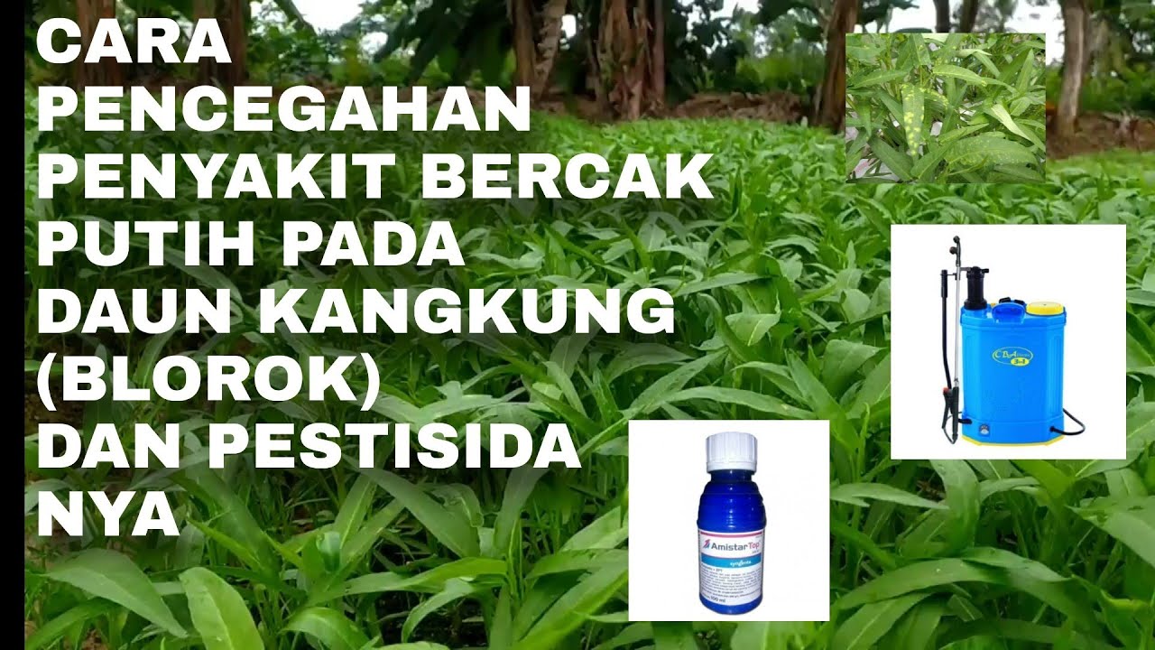 #kangkung. #petani sayur. Cara Pencegahan Penyakit Bercak Putih Kangkung (BLOROK) & pestisida nya