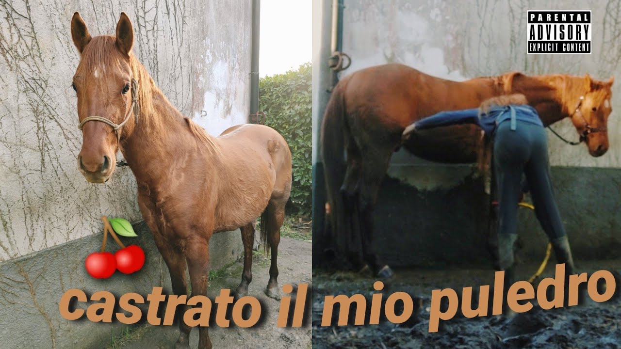 HO CASTRATO IL MIO PULEDRO STALLONE *vlog* W/ Giulia Sorci | Sara Aventino