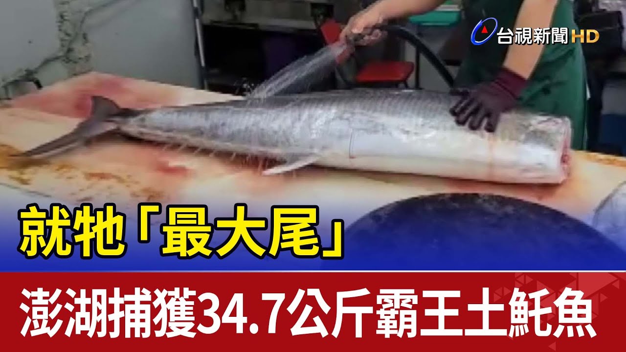 就牠「最大尾」澎湖捕獲34.7公斤霸王土魠魚