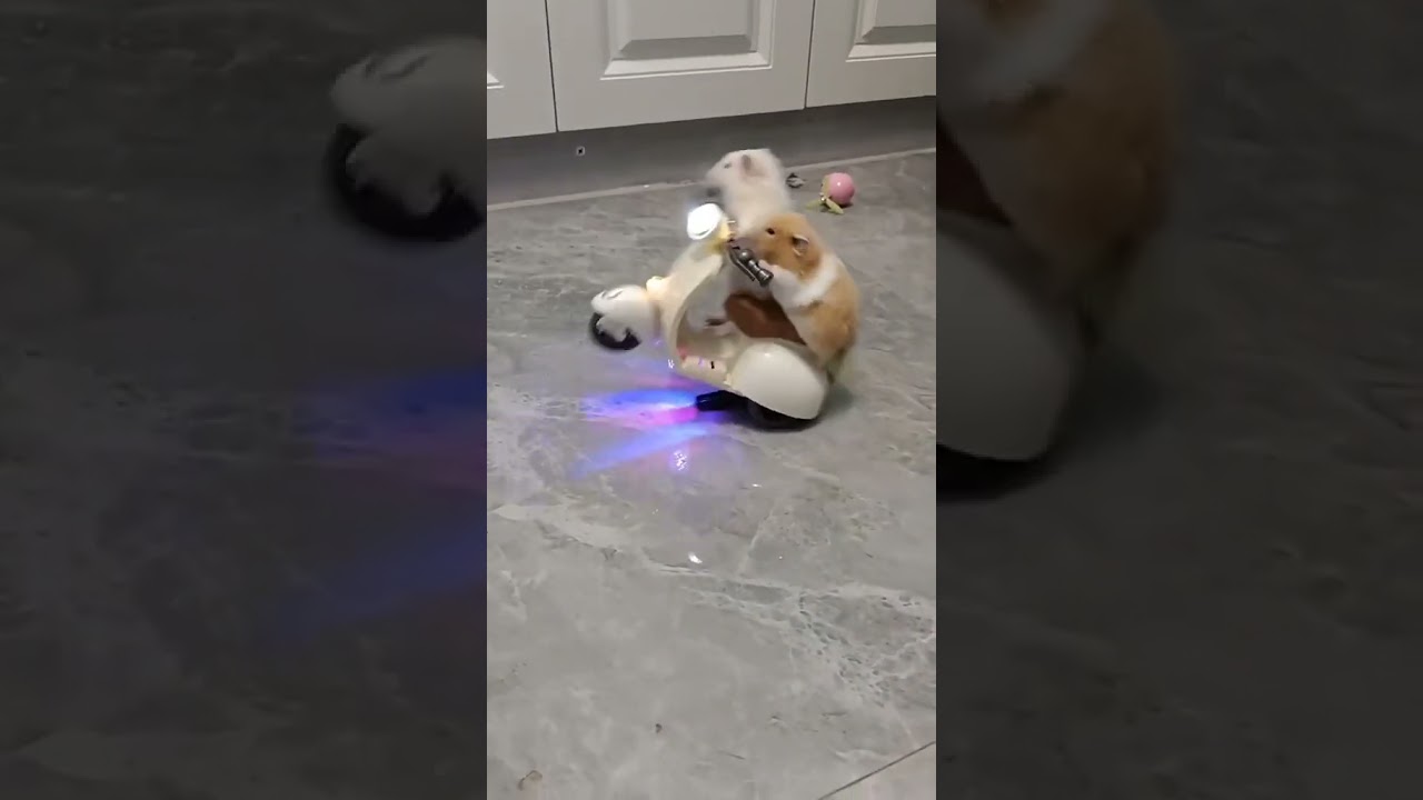 🔥 Fast and Hamsters🔥 |  Criceti velocissimi! 🔥