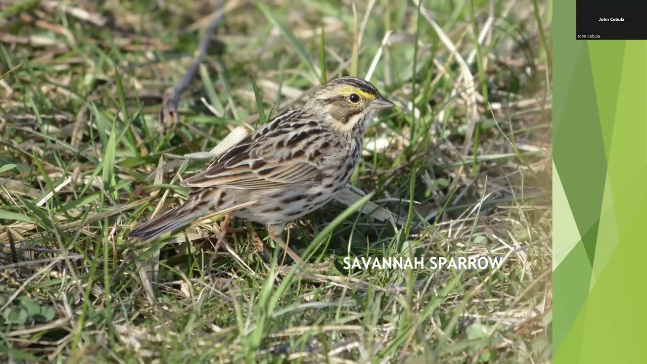 Spring Birding - One Day in May