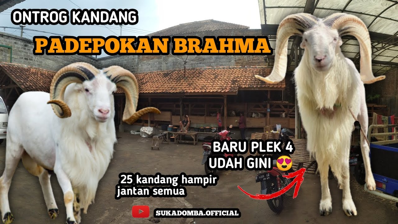 ontrog kandang padepokan brahma ( H. Warta ) #pdpbrahma #dombagarut #hpdki