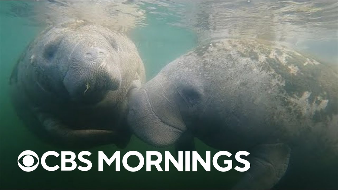 Project aims to restore seagrass to improve water quality, feed manatees