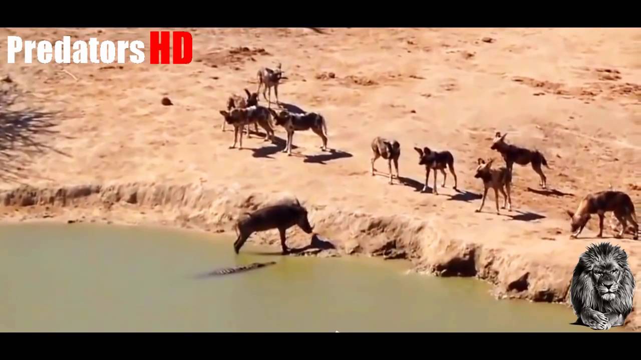 خنزير بري محاصر بين كلاب برية وتمساح Wild boar caught between a crocodile and wild dogs