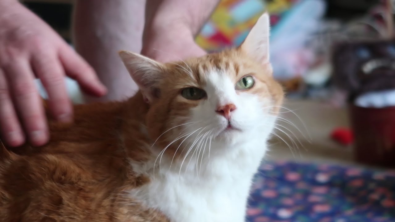 Excited Cat Meows And Eats When He Sees Dad