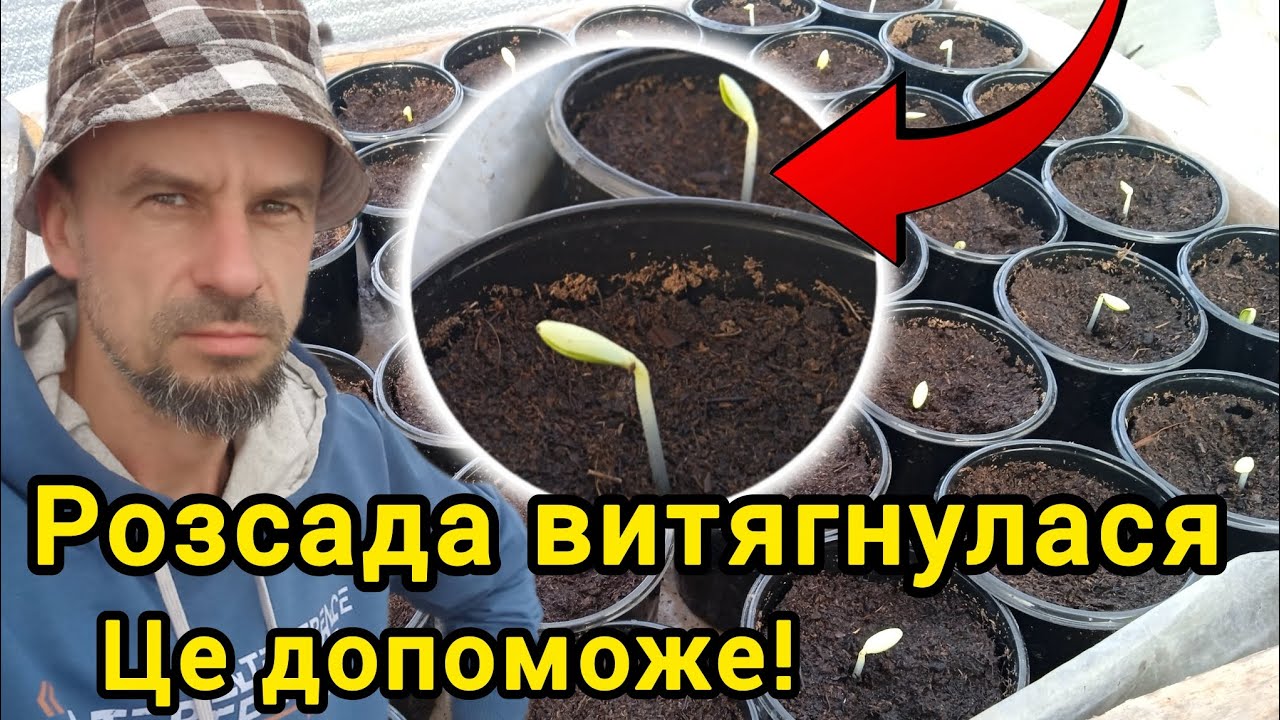 Витягнулася розсада огірка: Що робити?