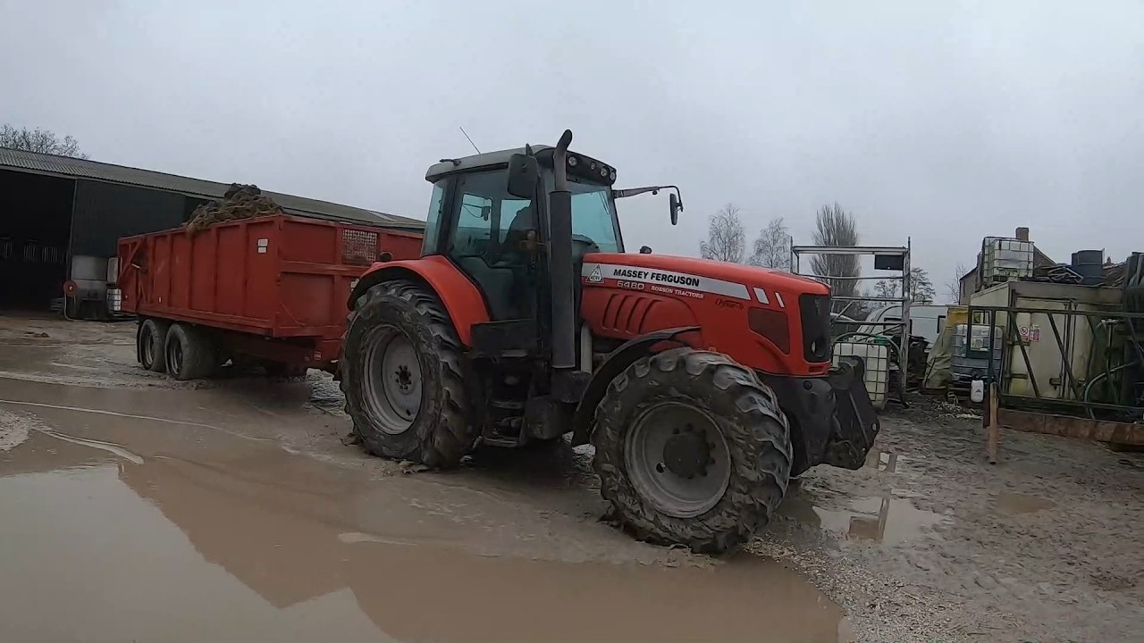 Massey 6480 still going strong, Heifer Results,#agriculture #farming