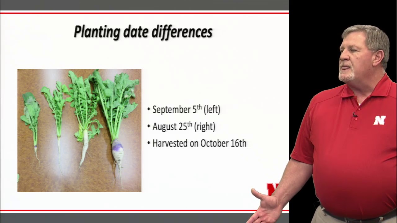 Forage-Livestock Options and Cover Crops Following Hail Damage in Corn or Soybean