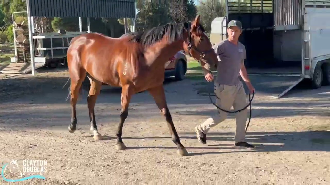 Trapeze Artist x Decoco - trainer report