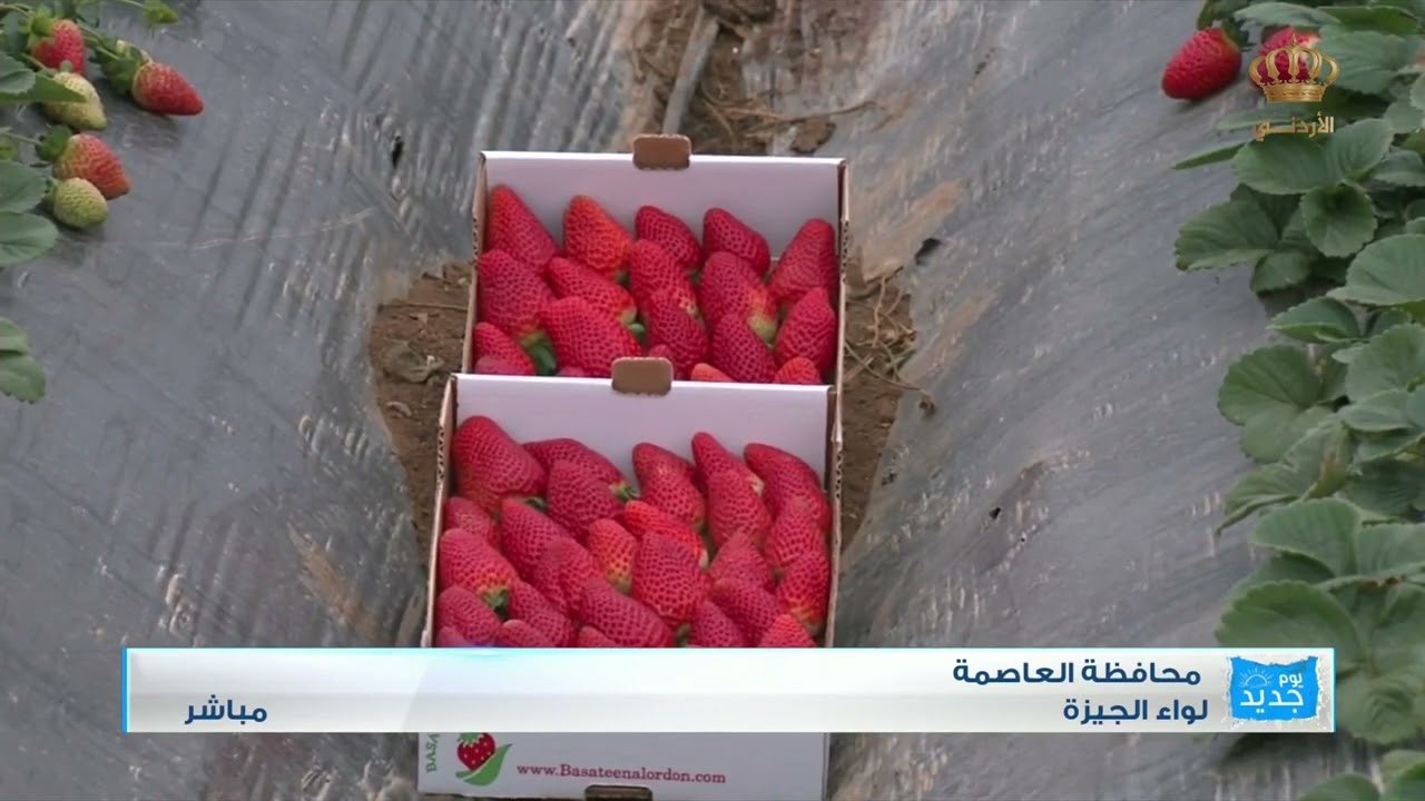 لواء الجيزة - زراعة الفراولة