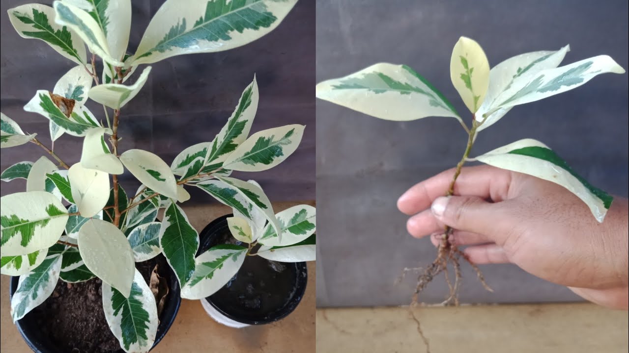 How To Grow Starlight Ficus From Cuttings in Easy and Simple Ways