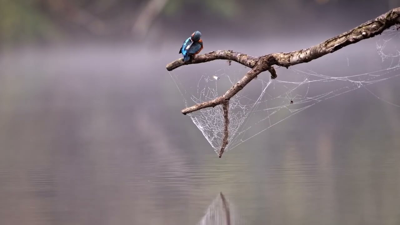 Winterwatch 2023: Night on the River natural history kayaking wildlife film