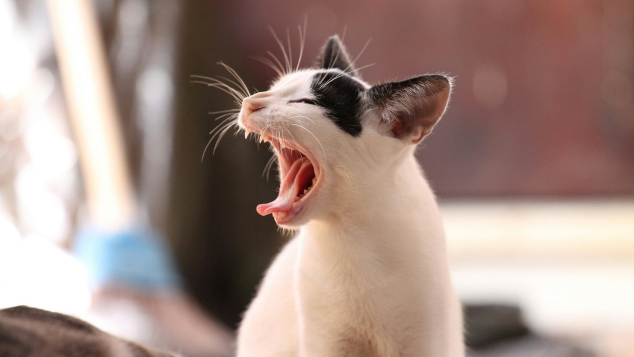 Cute Cat Compilation | Most Adorable Cat Moments💗😻