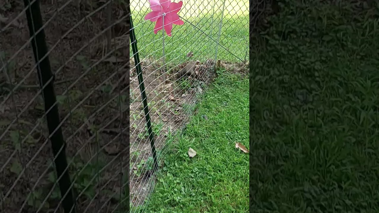 Groundhog trapped himself inside my garden fence #groundhogs