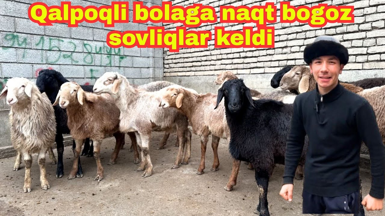 QALPOQLI BOLAGA NAQT BOGOZ SOVLIQLARNI PULI ARZONLARIDAN KELDI👍 #hisori #sovliq #boqish 
