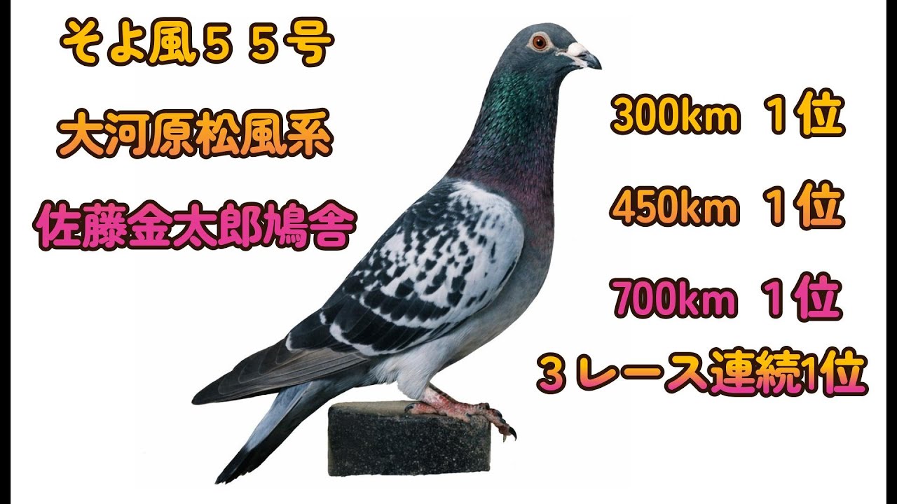 思い出に残る銘鳩 そよ風55号 51。歴史に残る銘鳩。佐藤鳩舎。プカラスロフト＆不知火ロフト。