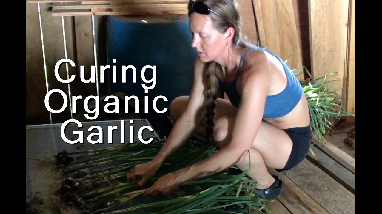 Garlic Harvest Drying for Long Storage