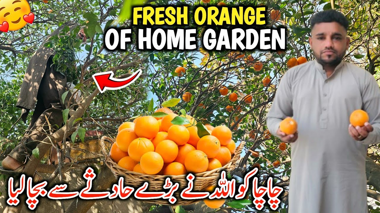 Fresh Orange Of Home Garden || Chacha Ko Allah Ne Bare Hadsay Se Bacha Liya