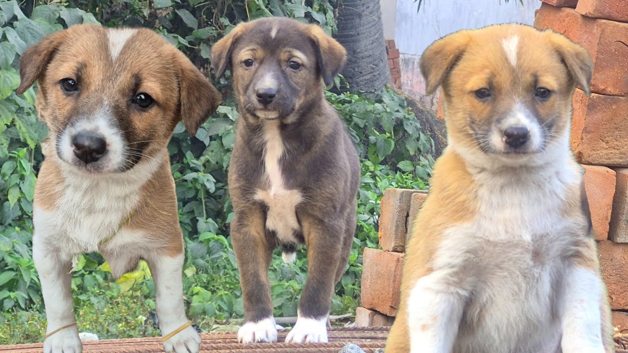 World's Cutest Puppies 🐶 | Very Cute Puppies Playing | Cute Dog Baby Barking