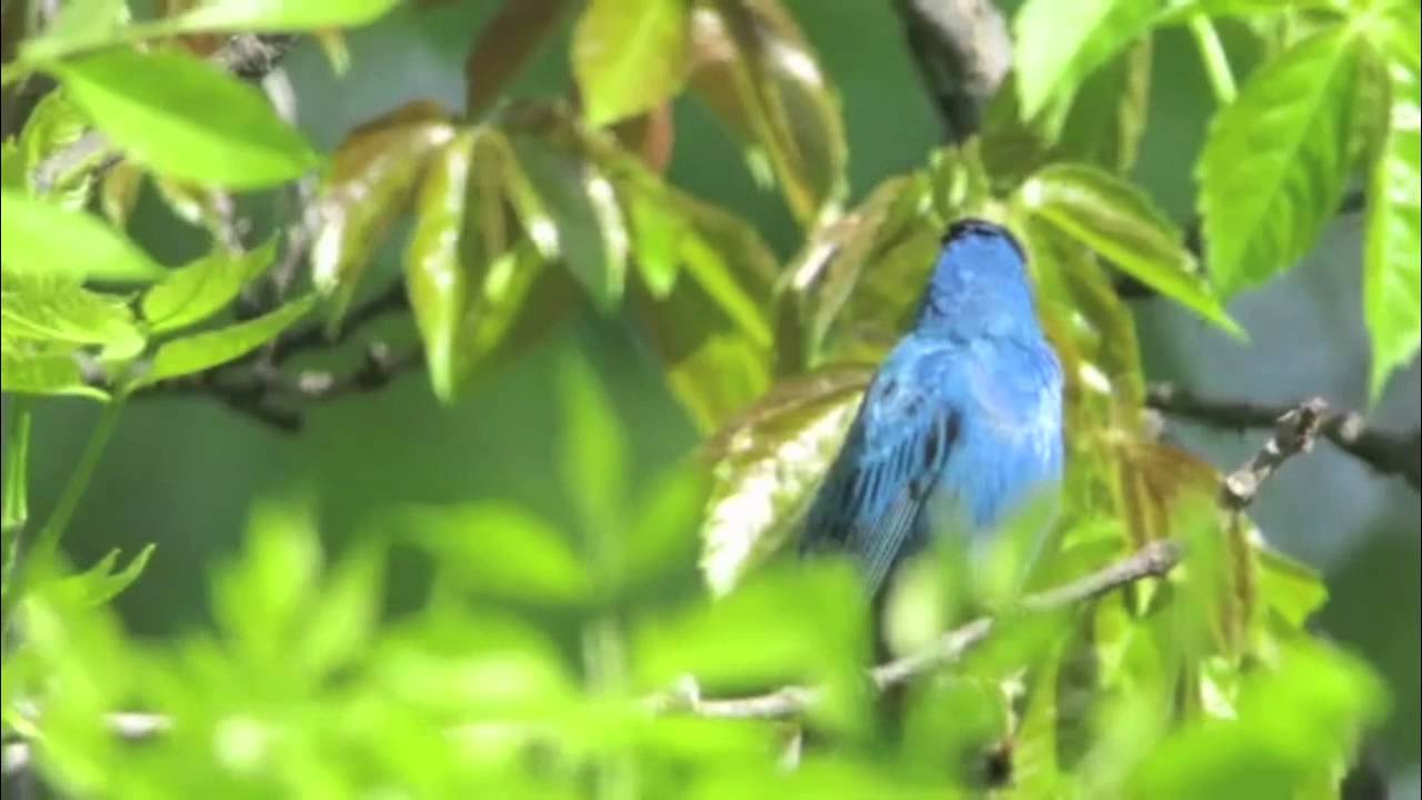Swarovski Optik Digiscoper of the Year DOY 2014 Indigo Bunting
