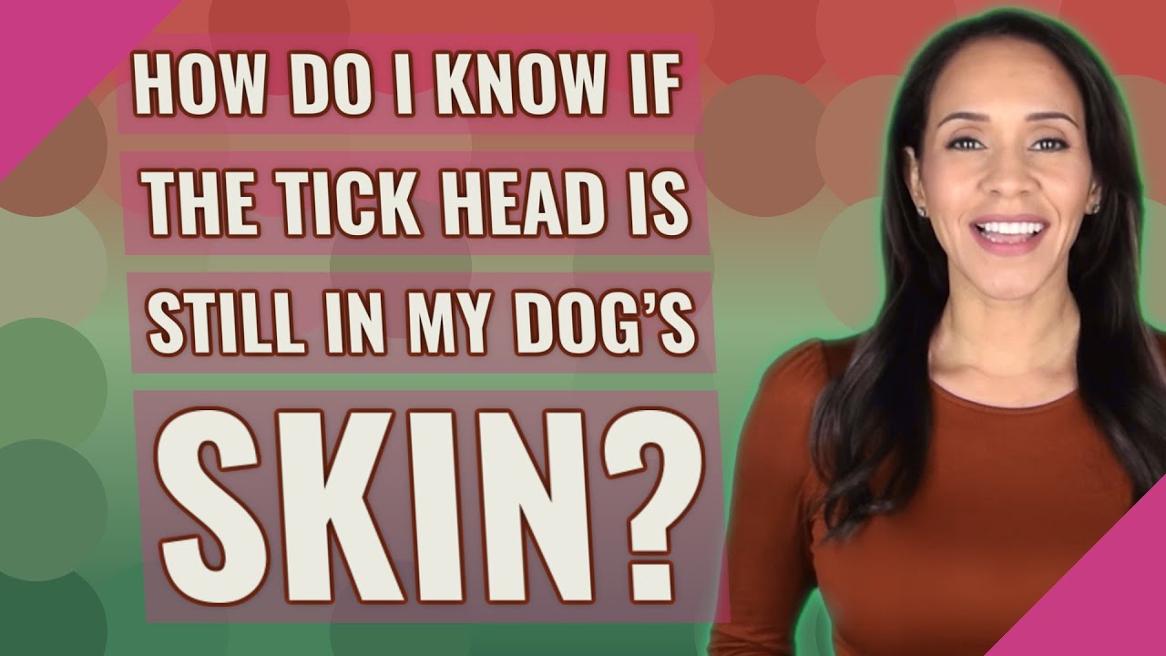 How do I know if the tick head is still in my dog's skin?