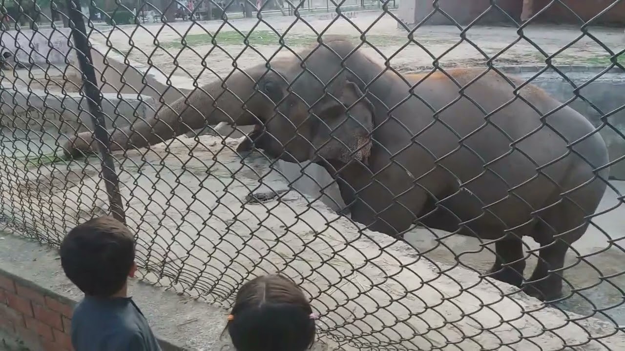 Former World's Loneliest Elephant Kaavan's rare video in Pakistan, Islamabad Zoo in 2018.