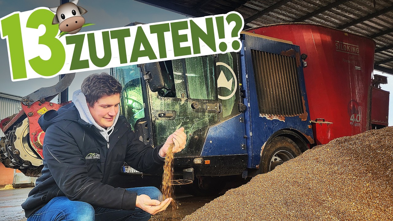 🐄 Komplexe Futterration mit Lebendhefe, Lupine, CCM, uvm. für unsere Milchkühe 🌾🌽